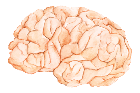 Et billede af et hjerne der symoliserer en psykolog